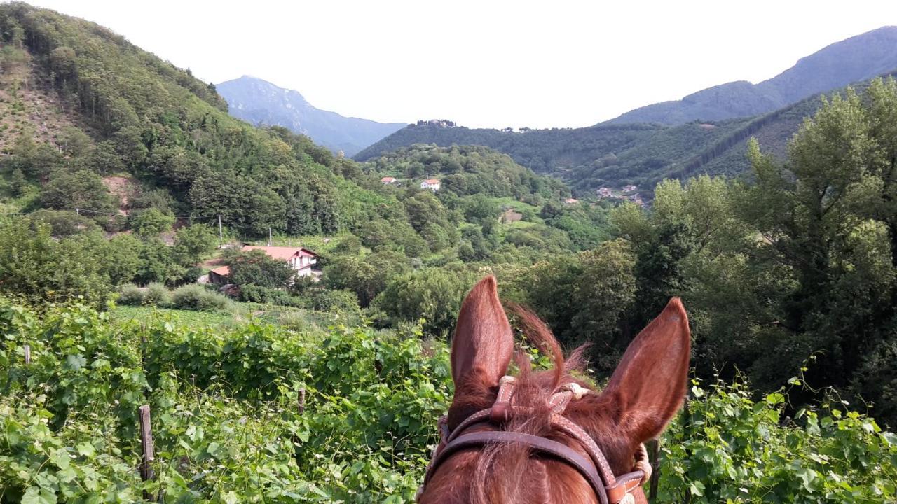 Cantina del Casale Bed and Breakfast Tramonti Esterno foto